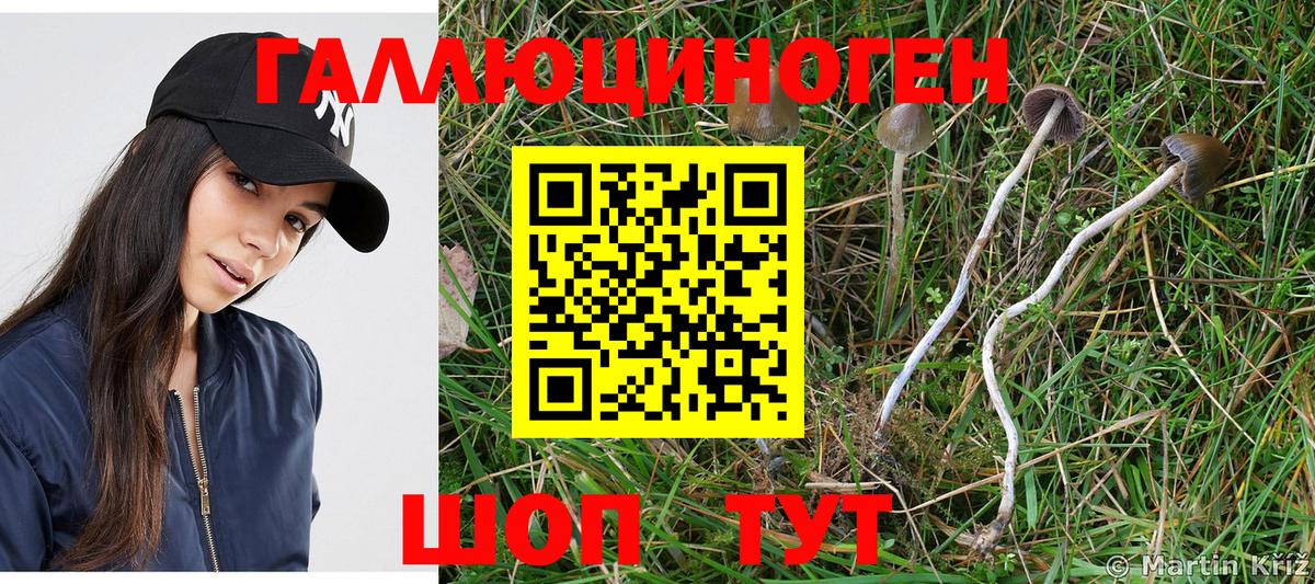 Кунгур  Псилоцибиновые грибы Psilocybine cubensis  Вход с VPN 